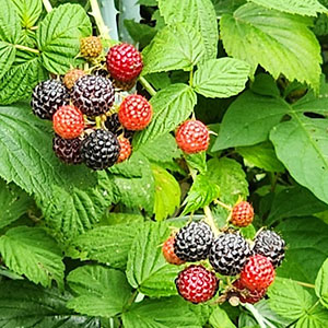 image of berries on a vine