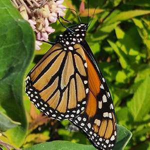 image of monarch butterfly