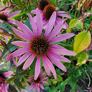 Image of purple coneflower
