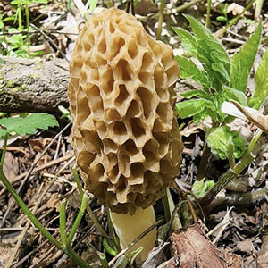 image of a mushroom